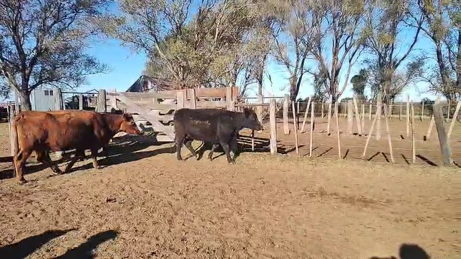 Lote 35 Vacas medio uso C/ gtia de preñez