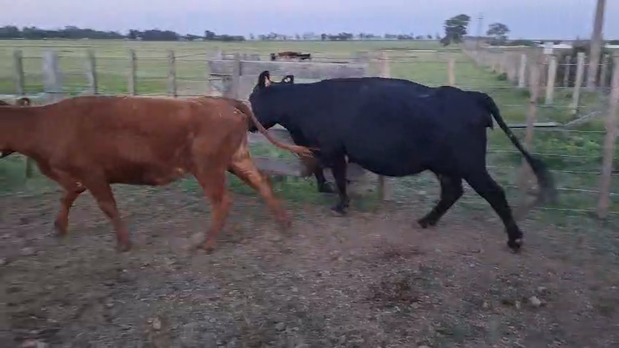 Lote VACAS INVERNAR