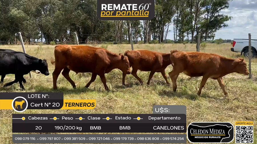 Lote 20 Terneros en Atlántida, Canelones