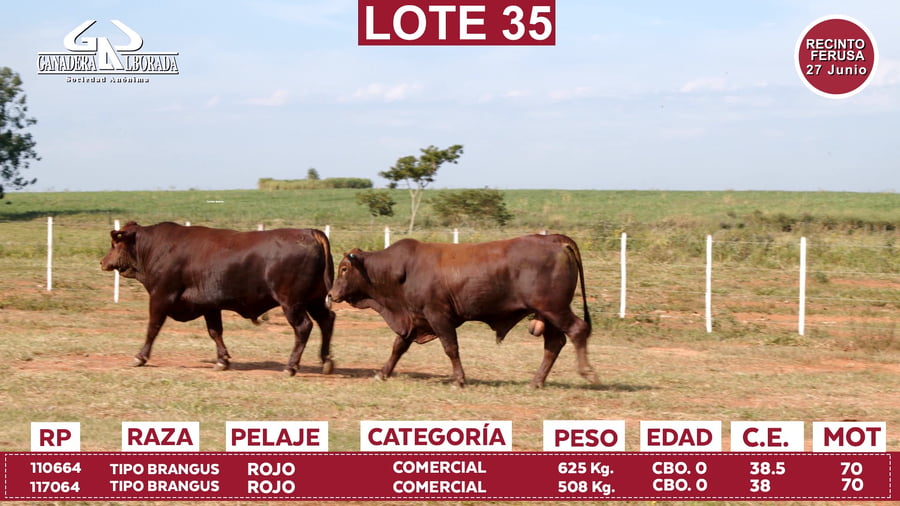 Lote Reproductores de Alborada - Lote 35