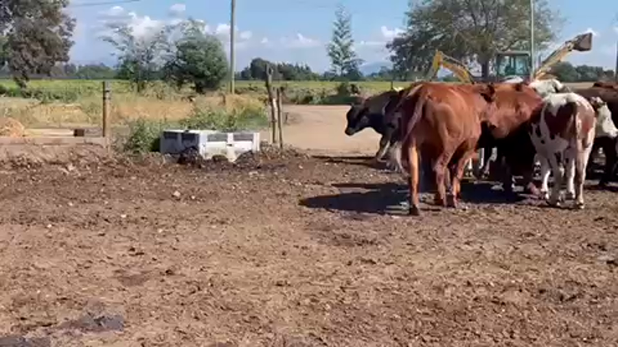 Lote 45 Novillo Gordo en Linares, VII  Región Maule