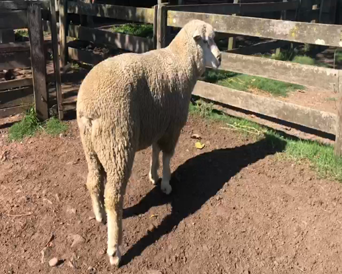 Lote 1 Borregos Planteleros en Cerro Largo, Cerro Largo
