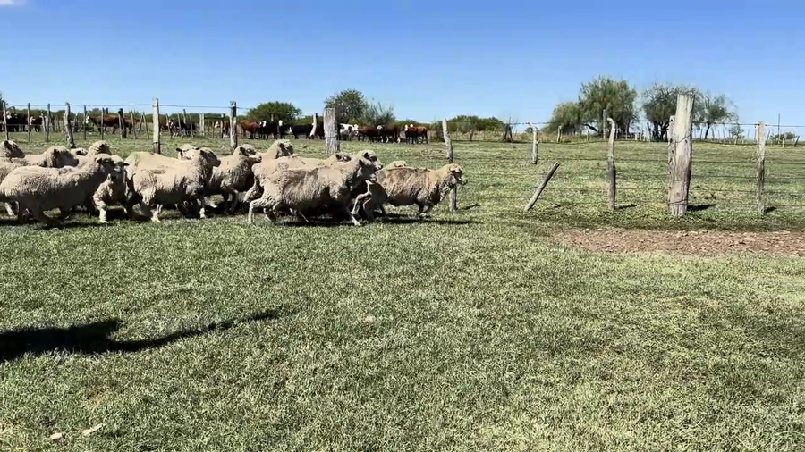 Lote OVEJAS