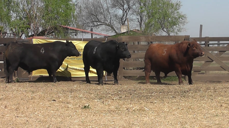 Lote TOROS ANGUS PC