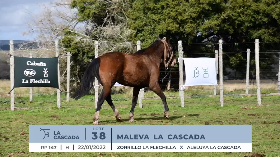 Lote MALEVA LA CASCADA
