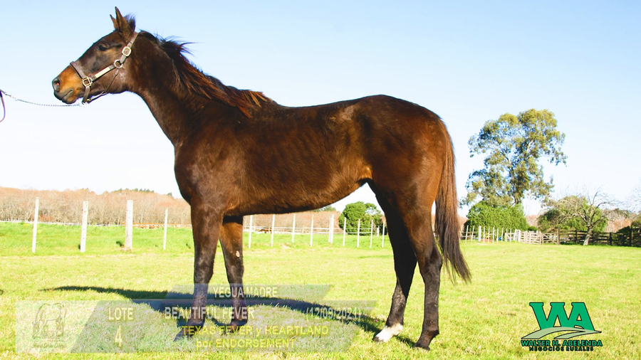 Lote BEAUTIFUL FEVER