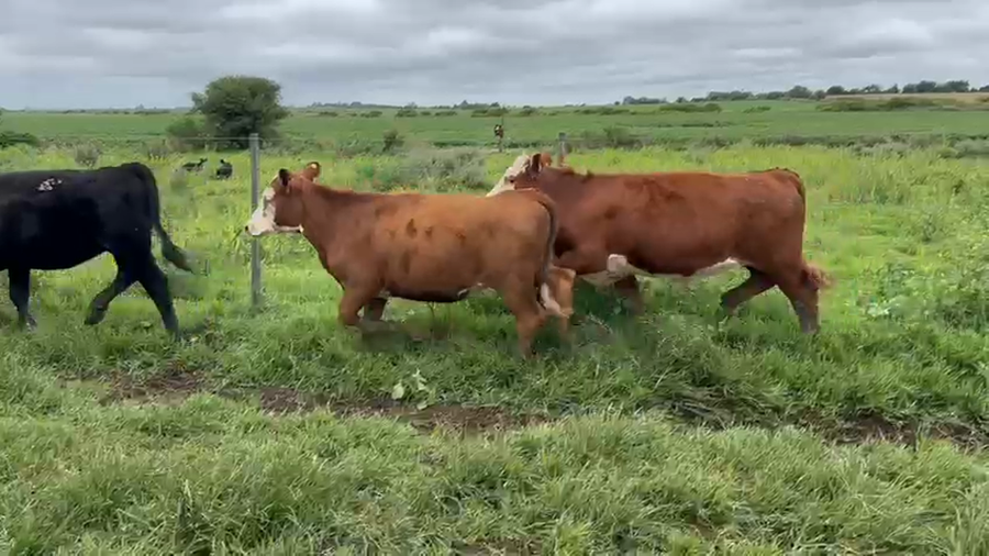 Lote 74 Terneras en Entre Ríos, Victoria