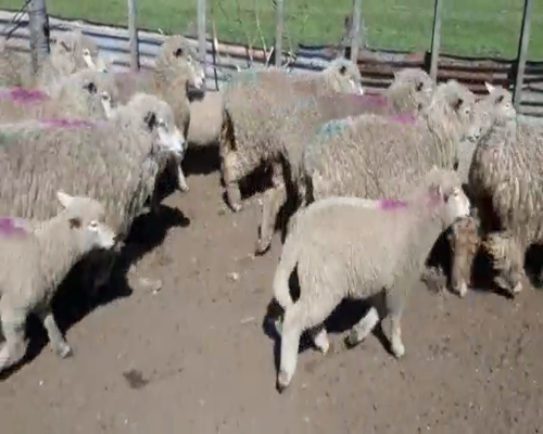 Lote 26 Ovejas piezas de cría a remate en Feria por pantalla, San José