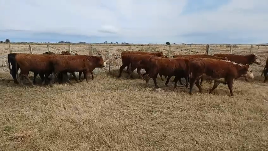 Lote 40 Terneros 11 RA,  5 AA,  10 RA X HE,  8 SH X RA,  3 SH X CH,  2 AA X HE,  1 CH X AA a remate en 5º Remate Pantalla Bachino 200kg -  en COSTA DEL CEBOLLATÍ, CAMINO VECINAL A 22KM DE RUTA 15 A 37KM DE LASCANO