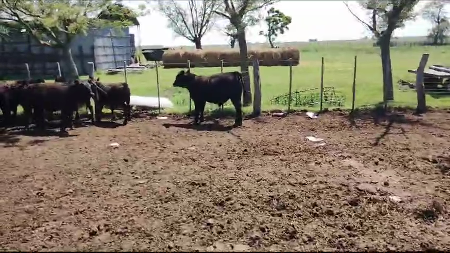 Lote 70 Terneros/as en Buenos Aires, Pehuajó