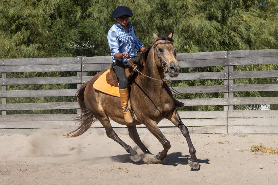 Lote SA MOLECULA SPARK (PREP 2)