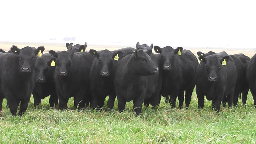 Lote VAQ.  ANGUS NEGRAS P. CONTROLADAS C/GTÍA DE PREÑEZ