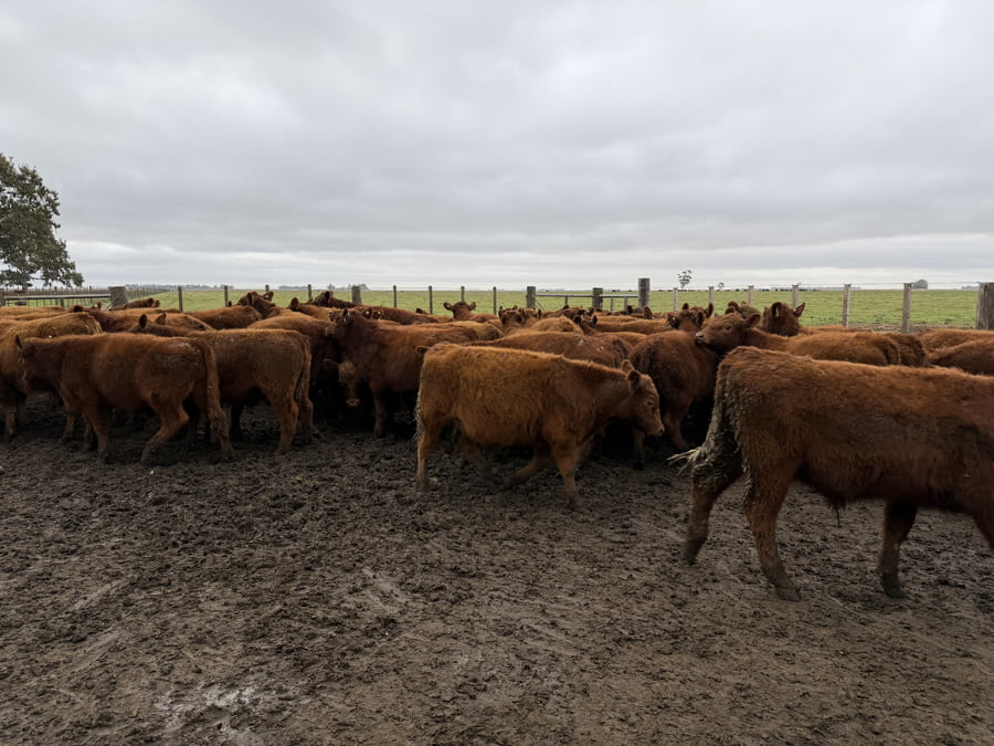 Lote 60 Terneros en Coronel Dorrego