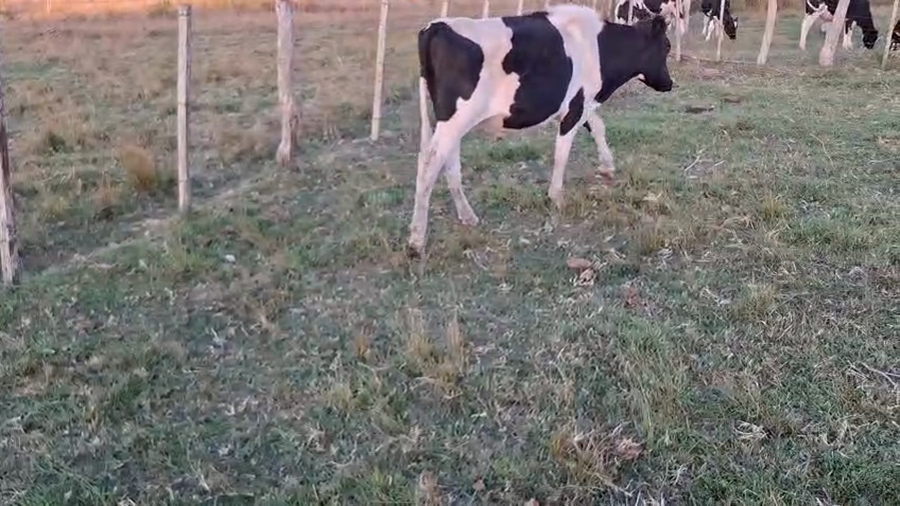 Lote Terneros holando