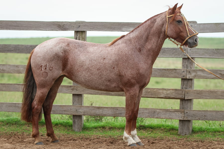 Lote Milagro de los Recuerdos