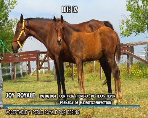 Lote JOY ROYALE (ARG)
