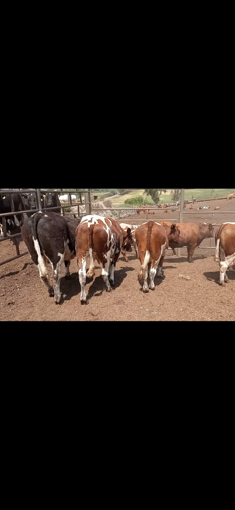 Lote 26 Novillo Engorda en Melipilla, Región Metropolitana