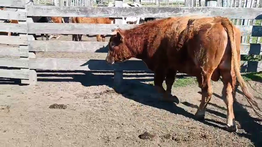 Lote Toros a remate en Pantalla Aniversario - Escritorio Camy 500kg - , San José