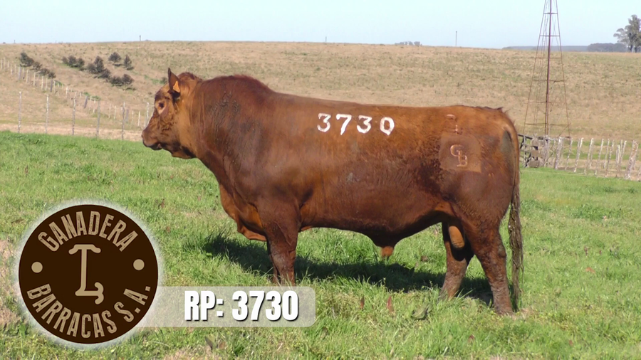 Lote (Vendido)Toros a remate en Ganadera Barracas S.A en Caraguata