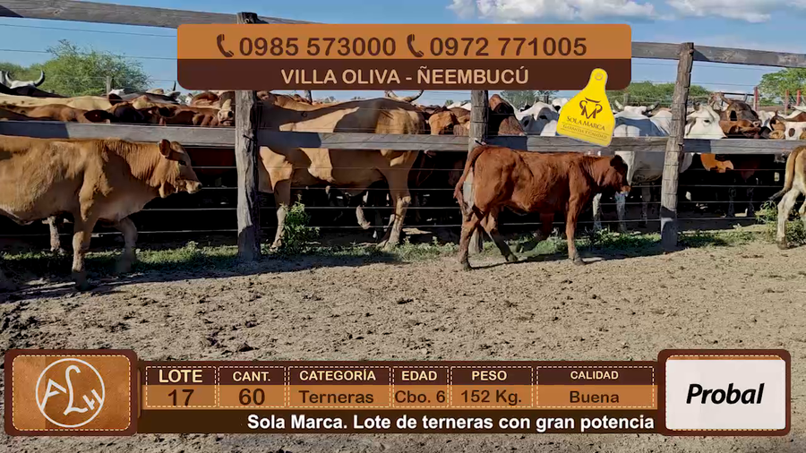 Lote Lote 17