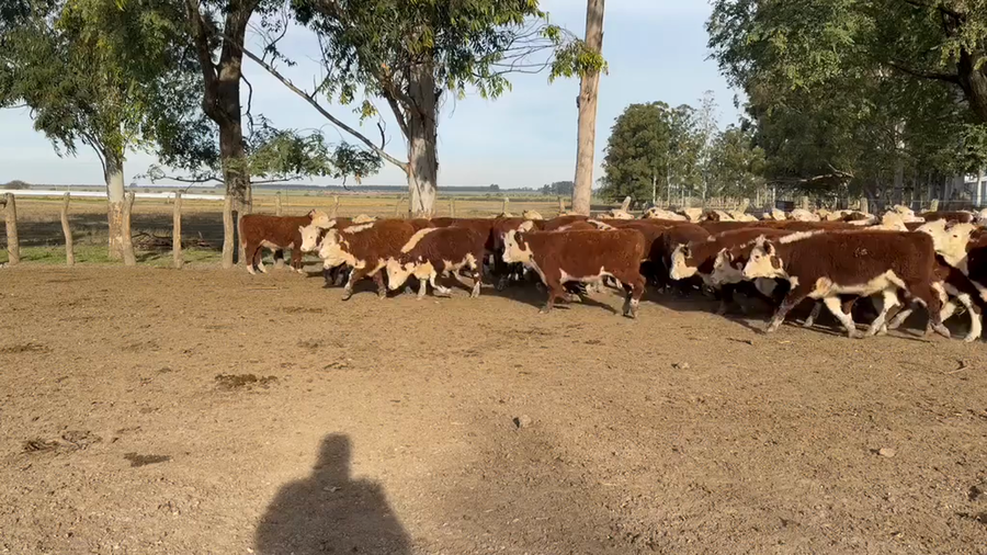Lote 100 Terneros en Entre Ríos, Chajarí