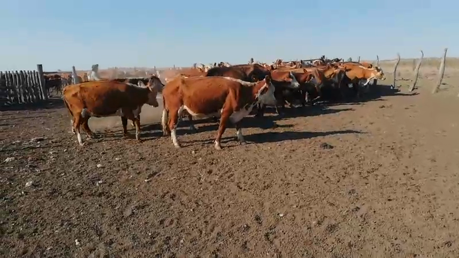 Lote 47 Vacas de invernar en Concordia, Entre Ríos