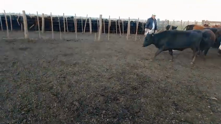 Lote 67 Vaquillonas preñadas en Buenos Aires, Gral. Lamadrid