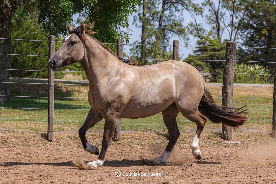 Lote NIEBLA DE LA COLINA