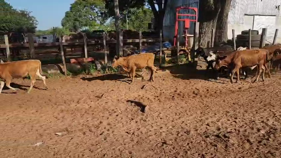 Lote 172 Terneros/as