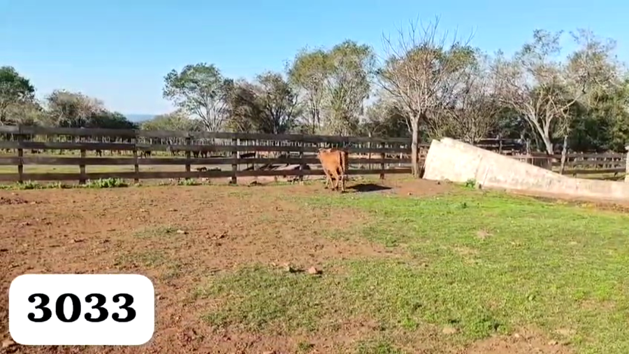 Lote Vaquillas Cabaña "Doña magda"