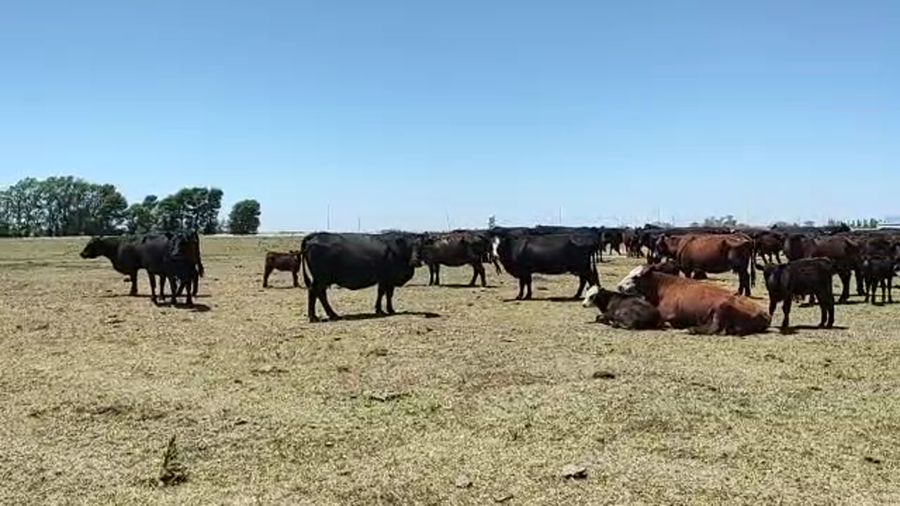 Lote 100 Terneros/as en Coronel Suarez, Buenos Aires