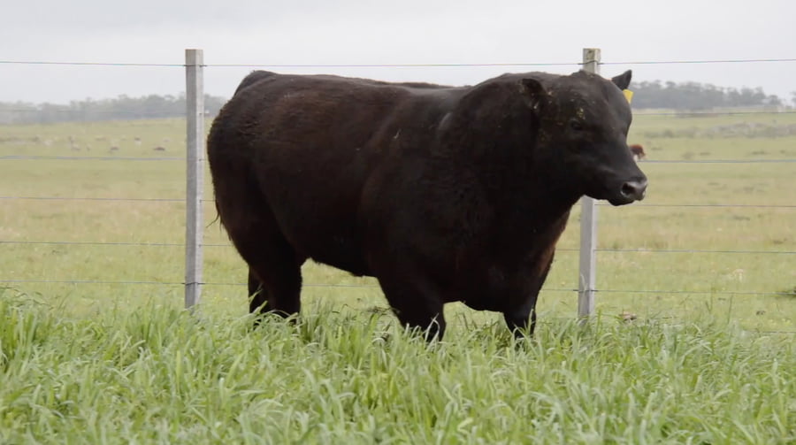 Lote ABERDEEN ANGUS PEDREGREE