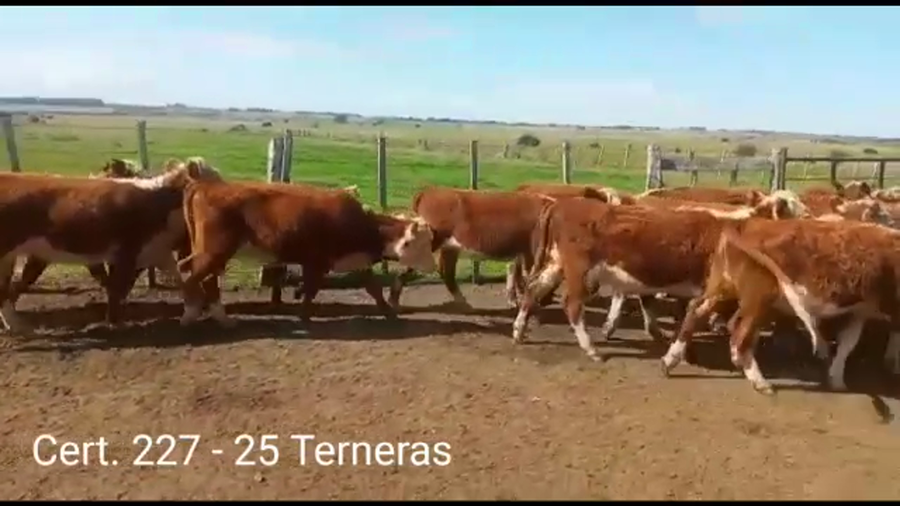 Lote TERNERAS