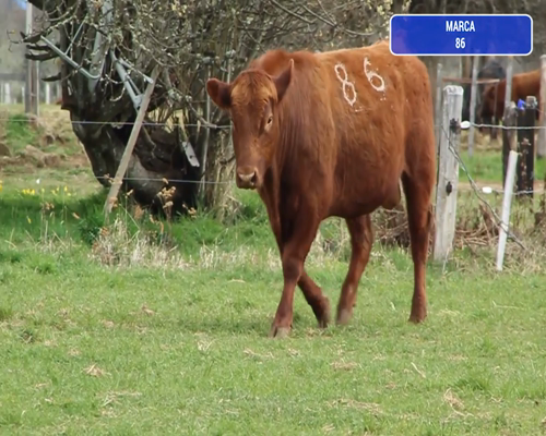 Lote 1 Toro en Coyhaique, XI Región Aysén