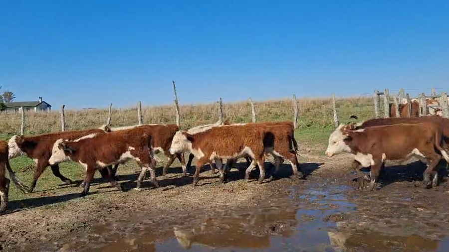 Lote 120 Terneros