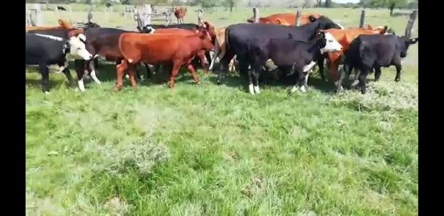 Lote 20 Terneros/as en Villaguay, Entre Ríos