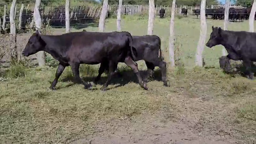 Lote 50 Terneras en Villaguay, Entre Ríos