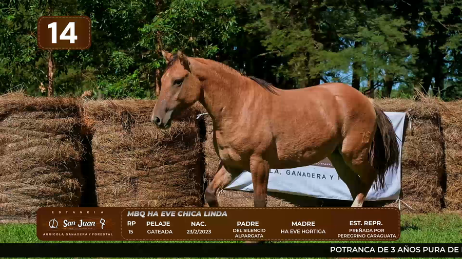 Lote LOTE 14