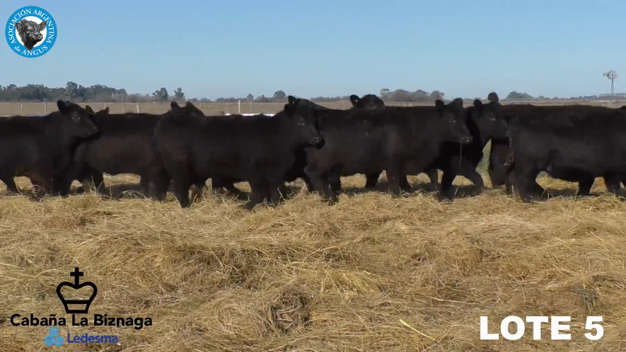 Lote 15 VAQUILLONAS ANGUS MAS