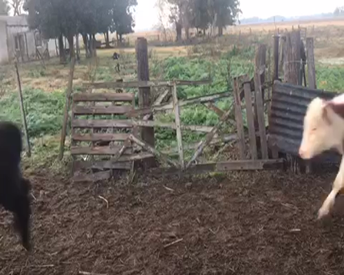 Lote 48 Terneros de 205Kg en Brandsen, Buenos Aires