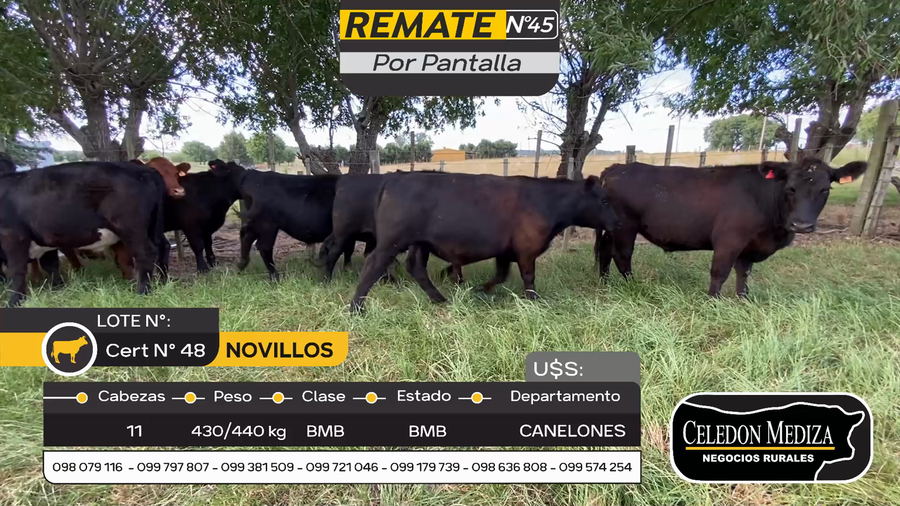 Lote 11 Novillos en Paso de la Cadena, Canelones