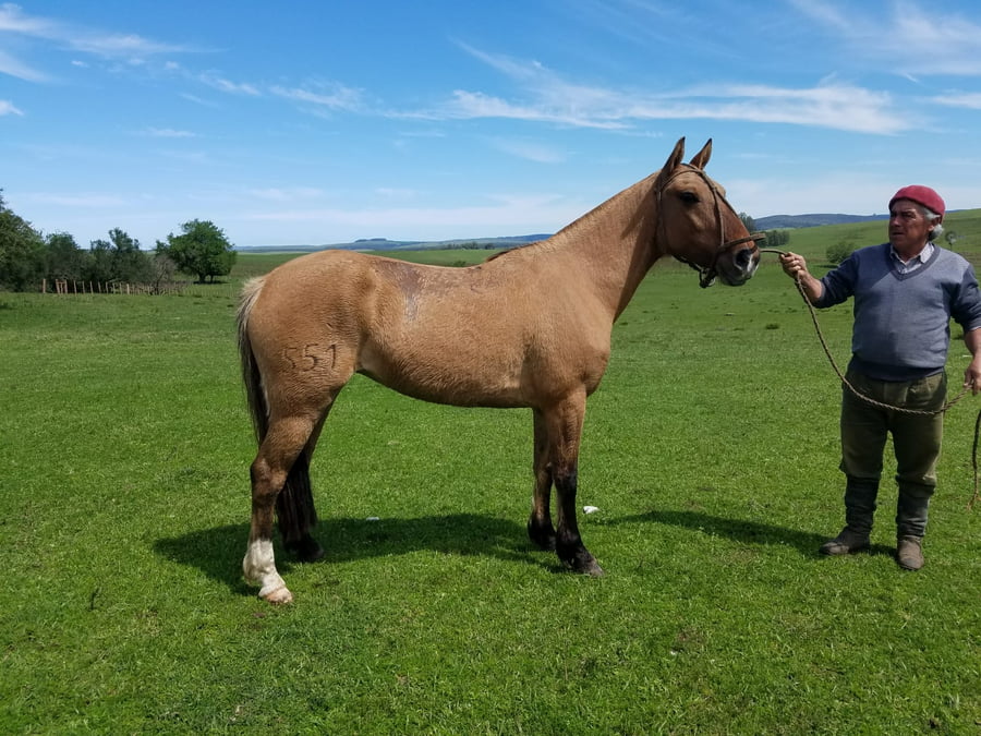 Lote Cabaña "El Mojón" - RP 551 - Bárbara El Mojón