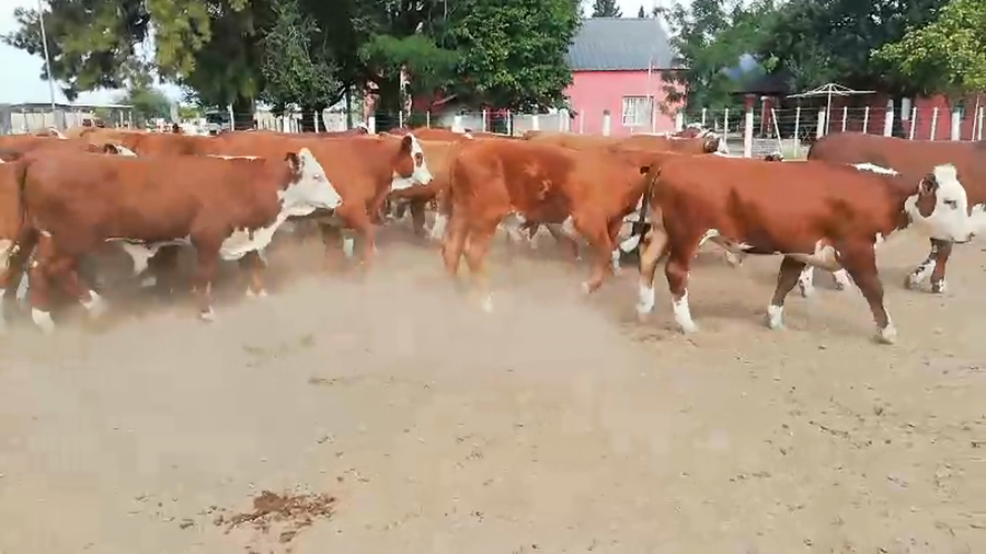 Lote 70 Terneros en Federal, Entre Ríos