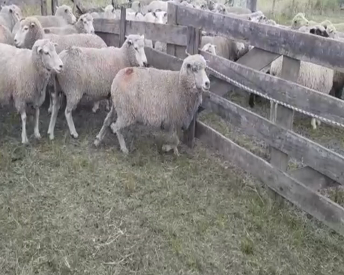 Lote 10 Ovejas