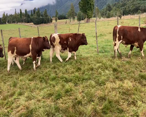 Lote 54 Ternero en Cisnes, XI Región Aysén