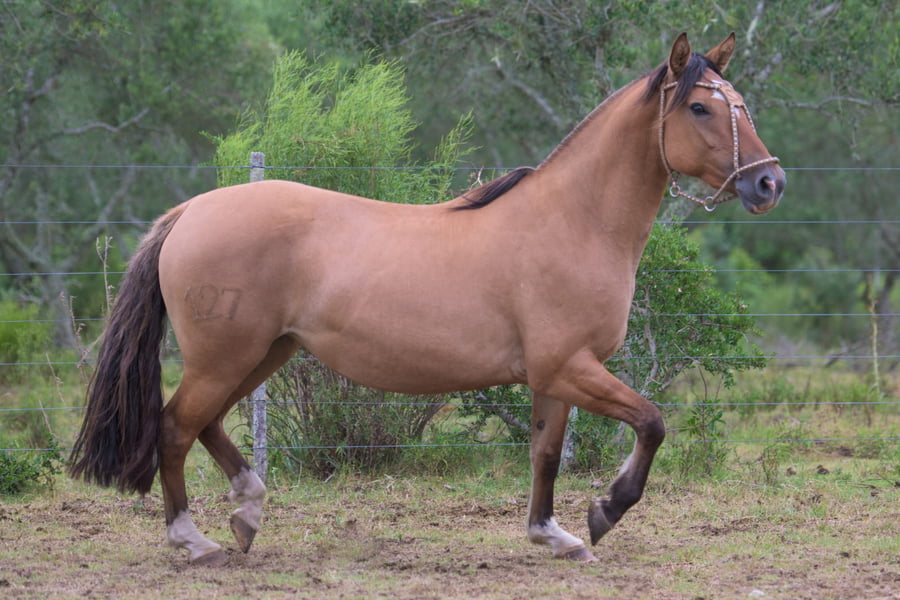 Lote Regazza del Mavial