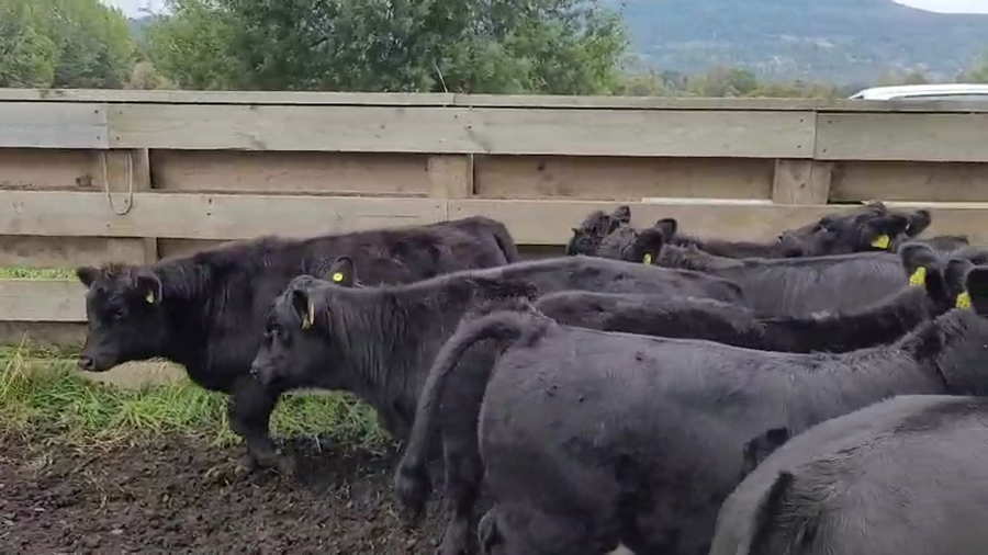 Lote 34 Ternera en Melipeuco, IX Región Araucanía