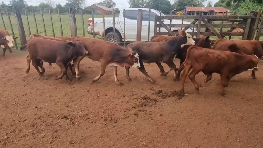 Lote 120 Terneros en Ituzaingó, Corrientes