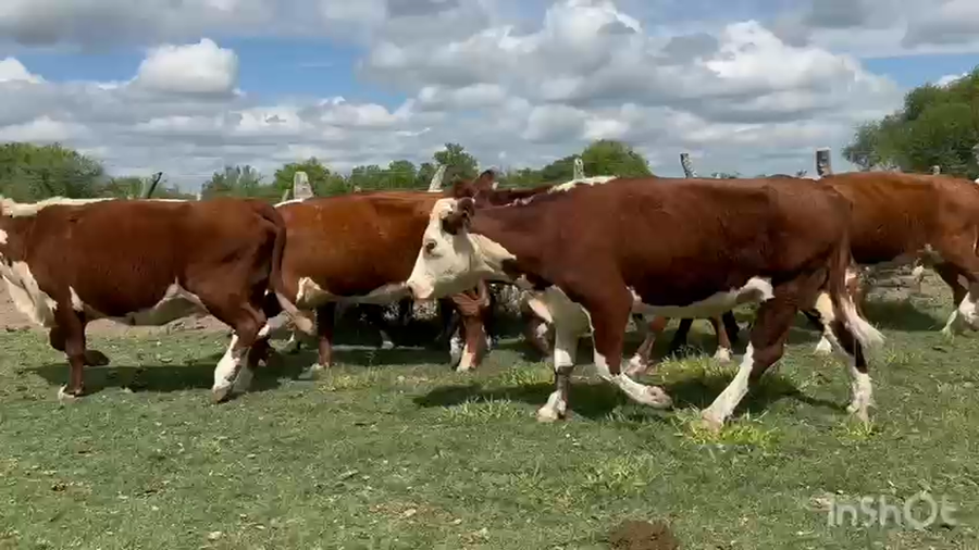 Lote 44 Vacas usadas paridas