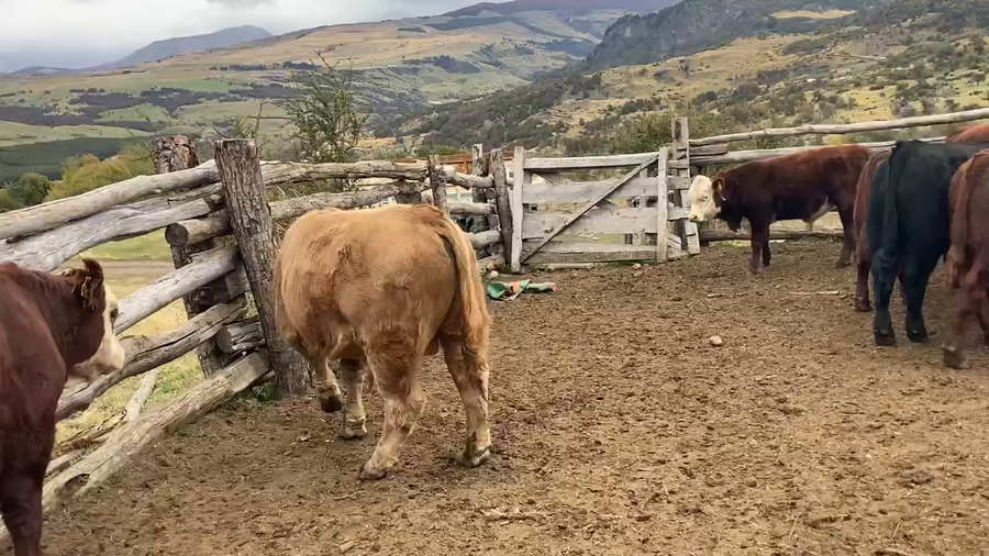 Lote 55 Ternero en Coyhaique, XI Región Aysén